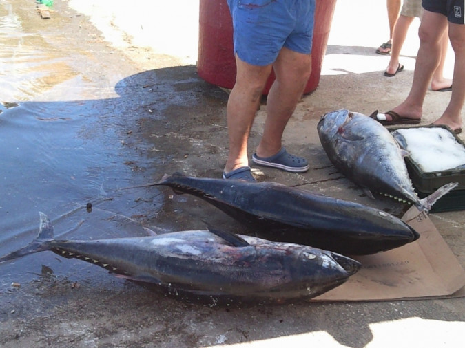 Villa Lavanda Zadar Ugljan